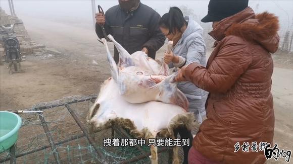 璐璐殺死羊的最新視頻，傳統(tǒng)與現(xiàn)代的交織