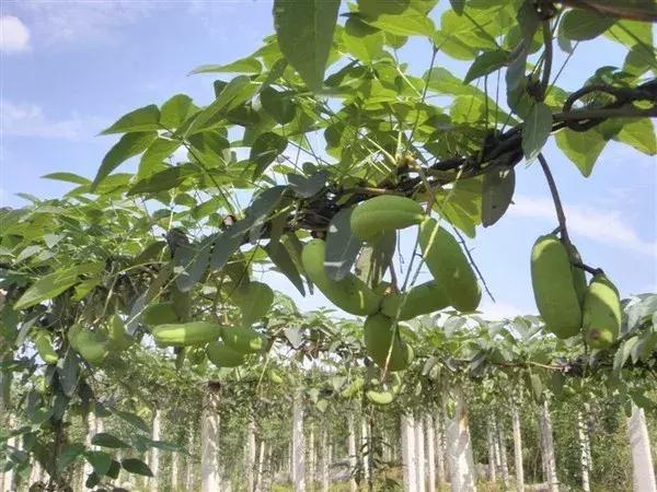 維生素最新消息，研究突破與健康啟示