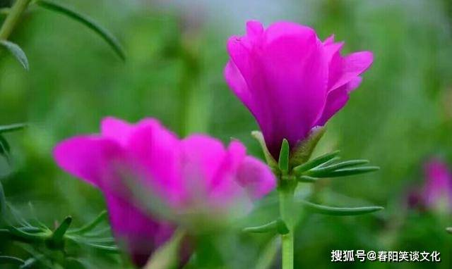 探索管家婆2024，一句話中的特殊魅力