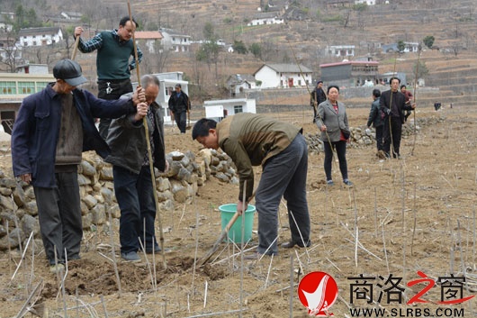 山陽縣楊地鎮(zhèn)最新消息概覽