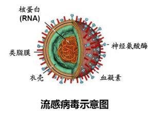 河南地區(qū)關(guān)于H7N9的最新消息，深度分析與展望（2017年）